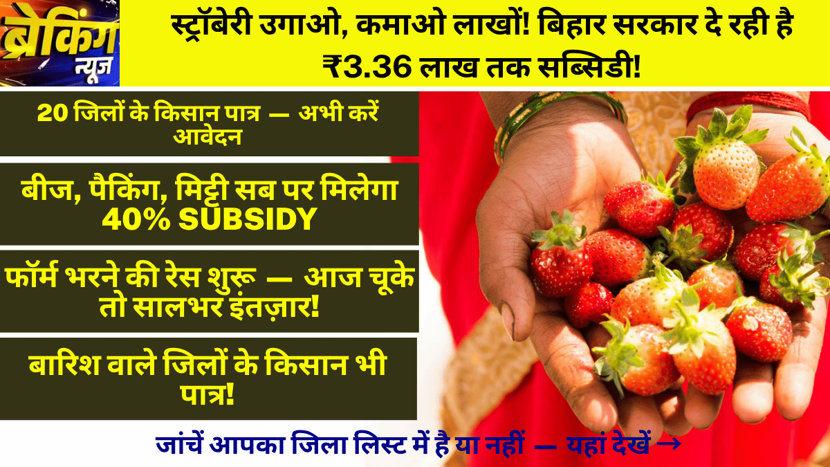 strawberry ugao paje paao yojana